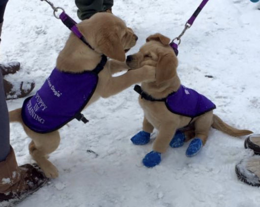 Two service puppies in the snow
